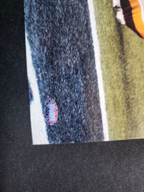 Matt Hasselbeck Auto 16x20 Seahawks Photo Mill Creek COA Scoring